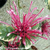 Clerodendrum quadriloculare, Winter Starburst, Fireworks, Clerodendron