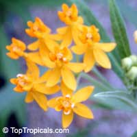 Asclepias tuberosa, Milkweed, Flame Weed, Butterfly Weed, Gay Butterflies, Pleurisy Root Asclepias tuberosa, Milkweed, Flame Weed, Butterfly Weed, Gay Butterflies, Pleurisy Root