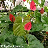 Anthurium andraeanum, Flamingo Flower, Tail Flower