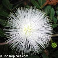 Calliandra haematocephala Alba - White Powderpuff

Click to see full-size image