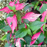Alternanthera ficoidea, Party time Alternanthera ficoidea, Party time