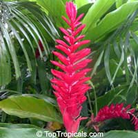Alpinia purpurata, Red ginger lily