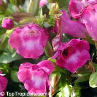 Torenia fournieri, Wishbone flower, Ladys slipper, Blue wing