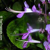 Plectranthus ecklonii, African flower Plectranthus ecklonii, African flower