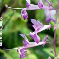 Plectranthus ecklonii, African flower Plectranthus ecklonii, African flower