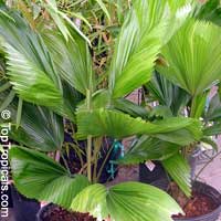 Licuala grandis, Ruffled Fan Palm