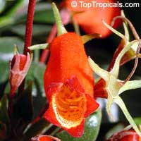 Gloxinia sylvatica, Bolivian Sunset Gloxinia