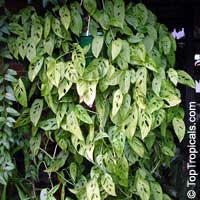 Monstera obliqua, Monstera, Window Leaf