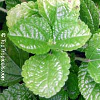 Pilea nummulariifolia, Creeping Charlie Pilea nummulariifolia, Creeping Charlie