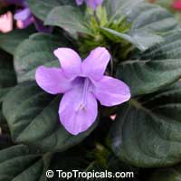 Barleria cristata, Philippine Violet, Crested Philippine Violet, December Flower