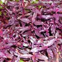Alternanthera dentata Ruby, Joseph