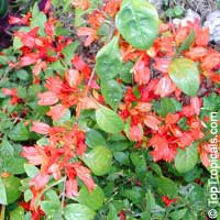 Ruttya fruticosa Orange, Rabbit ears, Orange bird, Hummingbird plant