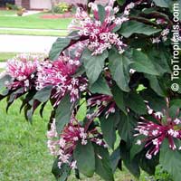 Clerodendrum quadriloculare - Winter Starburst

Click to see full-size image