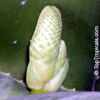 Aloe sp., Aloe