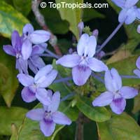 Pseuderanthemum graciflorum, Pseuderanthemum graciliflorum, Pseuderanthemum andersonii, Blue Twilight, Blue Crossandra, Florida Twilight Pseuderanthemum graciflorum, Pseuderanthemum graciliflorum, Pseuderanthemum andersonii, Blue Twilight, Blue Crossandra, Florida Twilight