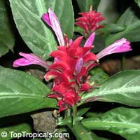 Porphyrocoma pohliana, Justicia pohliana, Purple Shrimp, Blue Shrimp, Rose Pine Cone, Jade Magic
