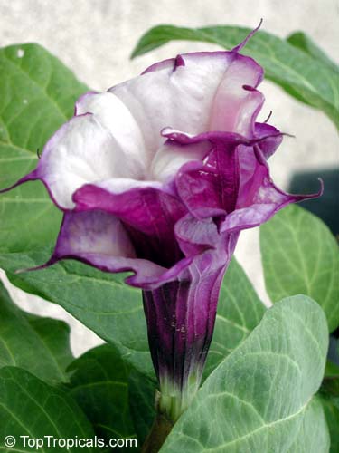 Datura flower