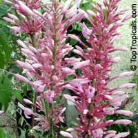 Odontonema callistachyum, Fire Spike