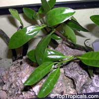 Rhizophora mangle, Red Mangrove