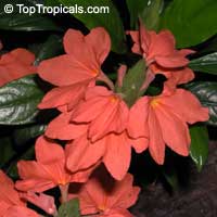 Crossandra infundibuliformis, Crossandra undulifolia Orange, Tropic Flame