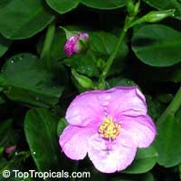 Talinum paniculatum,Talinum roseum, Portulaca paniculata, Jewels of Opar, Florida Spinich