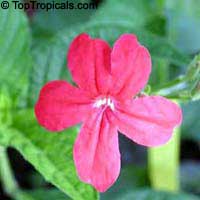 Ruellia rosea, Pink Ruellia, Red Ruellia