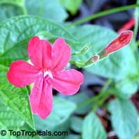 Ruellia rosea, Pink Ruellia, Red Ruellia