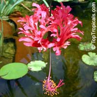 Hibiscus schizopetalus, Coral Hibiscus, Skeleton Hibiscus, Chinese Lantern, Japanese Lantern, Fringed Hibiscus