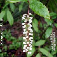Itea virginica, Virginia Sweetspire