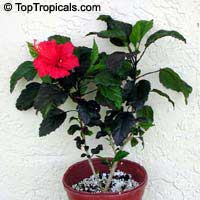 Hibiscus rosa-sinensis variegatus, Variegated Hibiscus