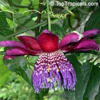 Passiflora sp., Passion Flower Passiflora sp., Passion Flower