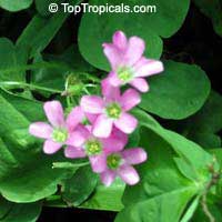 Oxalis sp., Shamrock, Wood Sorrel