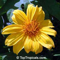 Tithonia diversifolia, Sunflower Tree, Tree Marigold, Wild Sunflower 