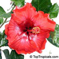 Hibiscus rosa-sinensis variegatus, Variegated Hibiscus