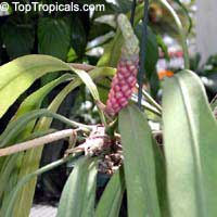 Anthurium vittarifolium, Anthurium