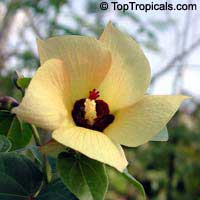 Thespesia Portica Asiatica, Asian Portoe, Dwarf Asian Portia, Sea Hibiscus