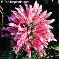 Justicia carnea, Jacobinia carnea, Brazilian Plume, Flamingo Flower
