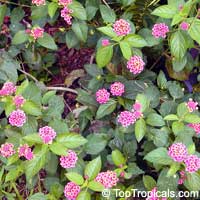 Lantana camara, Bush Lantana