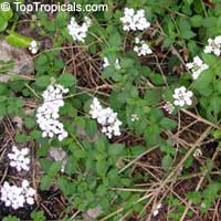 Lantana montevidensis, Lantana sellowiana, Trailing lantana