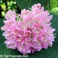 Dombeya wallichii, Dombeya cayeuxii, Dombeya acutangula, Dombea, Tropical Hydrangea