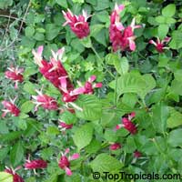 Justicia brandegeana, Red Shrimp Plant