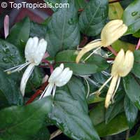 Lonicera japonica, Japanese Honeysuckle, Halls honeysuckle