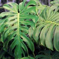 Monstera deliciosa, Philodendron pertusum, Swiss Cheese Plant, Fruit Salad Plant, Ceriman