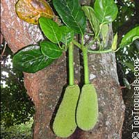 Artocarpus heterophyllus, Artocarpus integrifolius, Jackfruit, Jakfruit, Langka, Nangka, Jaca
