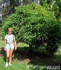 Mangifera indica Julie, Mango Julie (Dwarf) Mangifera indica Julie, Mango Julie (Dwarf)