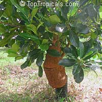 Artocarpus heterophyllus - Jackfruit Borneo Red

Click to see full-size image