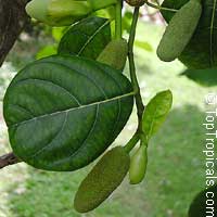 Artocarpus heterophyllus, Artocarpus integrifolius, Jackfruit, Jakfruit, Langka, Nangka, Jaca