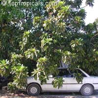 Pouteria sapota, Mamey, Mamey Sapote Pouteria sapota, Mamey, Mamey Sapote