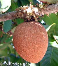Pouteria sapota, Mamey, Mamey Sapote Pouteria sapota, Mamey, Mamey Sapote