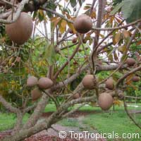 Pouteria sapota, Mamey, Mamey Sapote Pouteria sapota, Mamey, Mamey Sapote